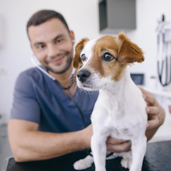 vet examining dog