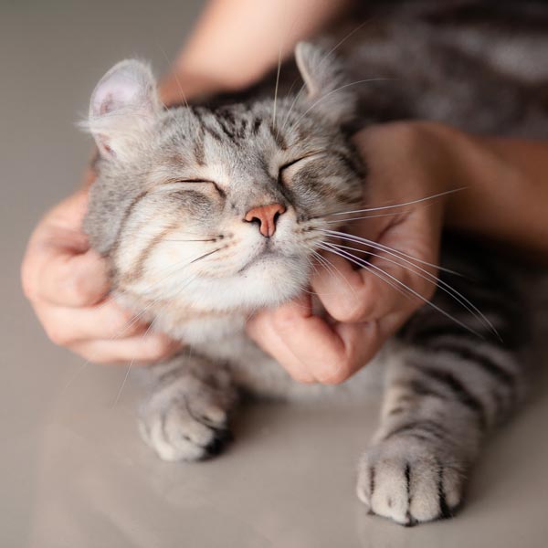 cat being rubbed by owner